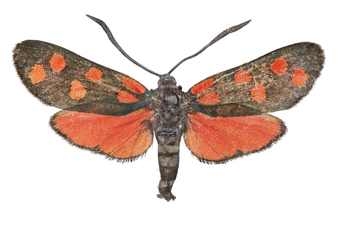 Burnet moth