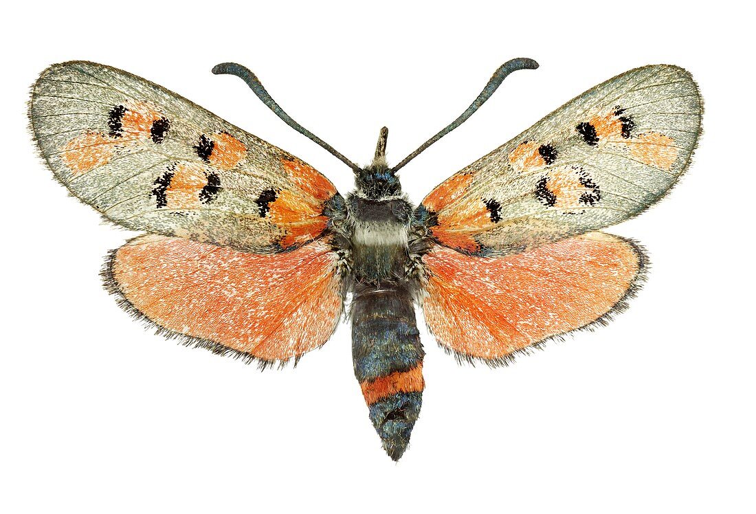 Burnet moth