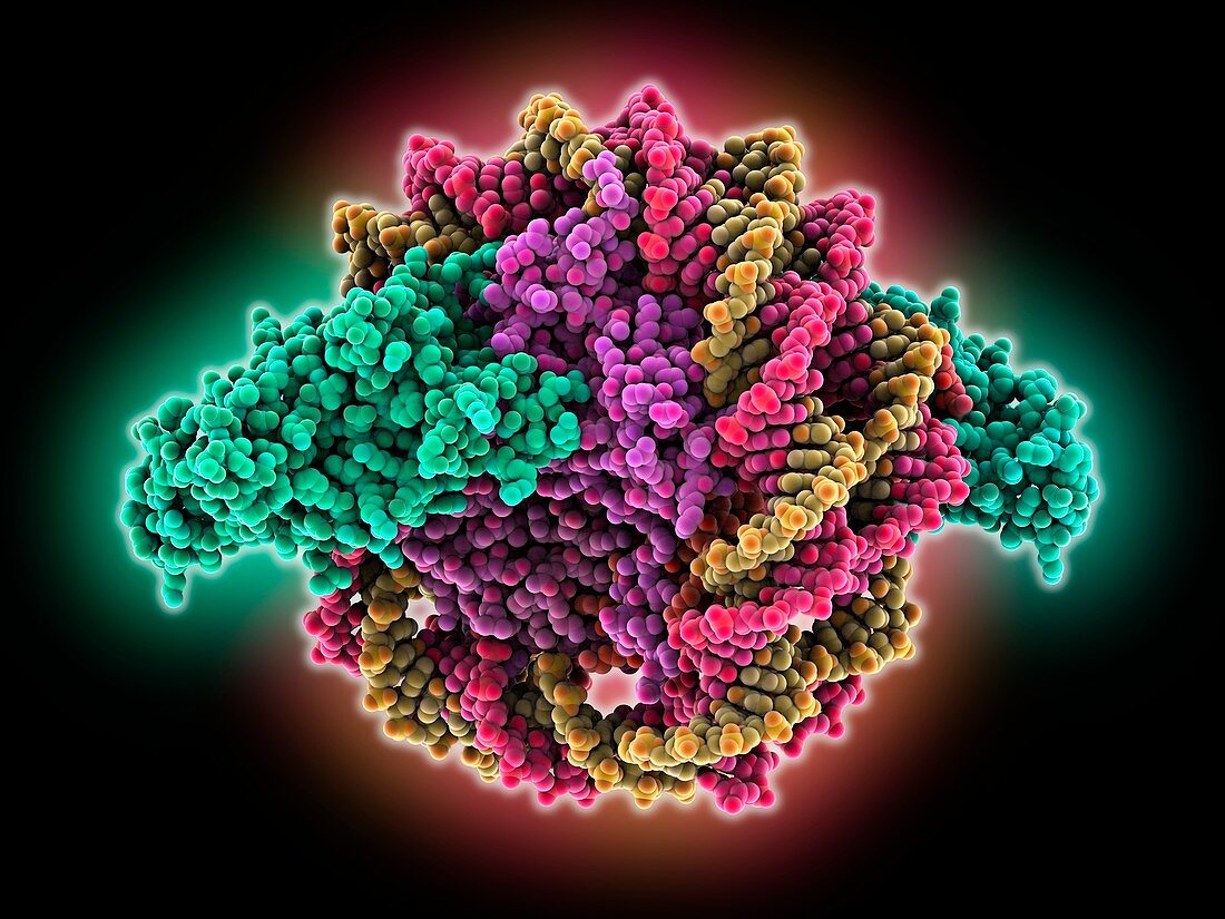 Sir3 gene silencer acting on DNA