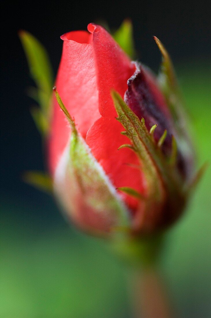 Rosebud (Rosa sp.)