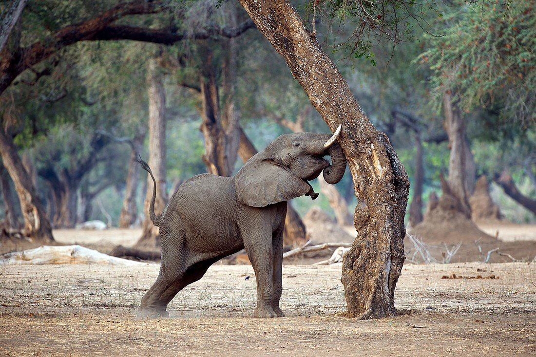 African elephant shaking a tree