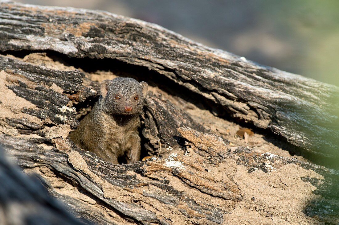 Dwarf mongoose in a hole