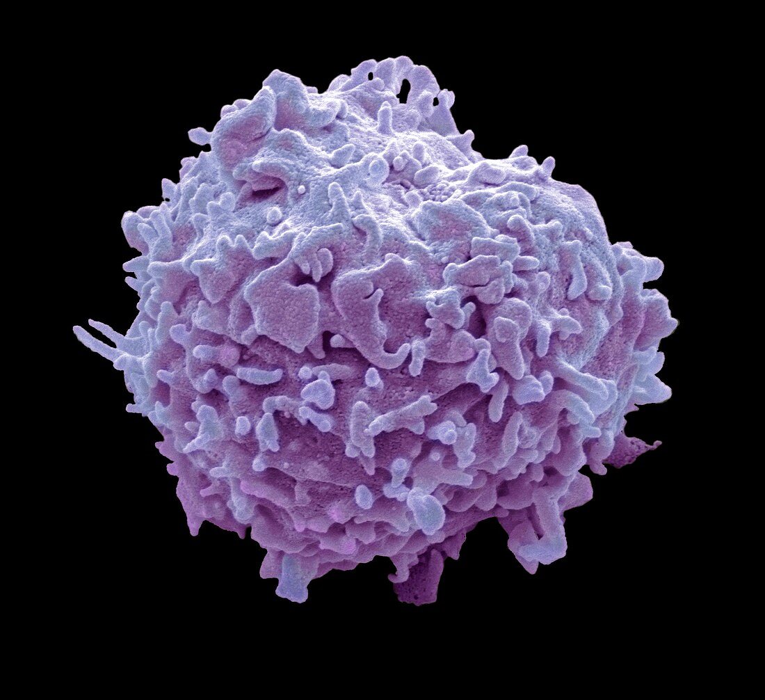 Monocyte white blood cell,SEM