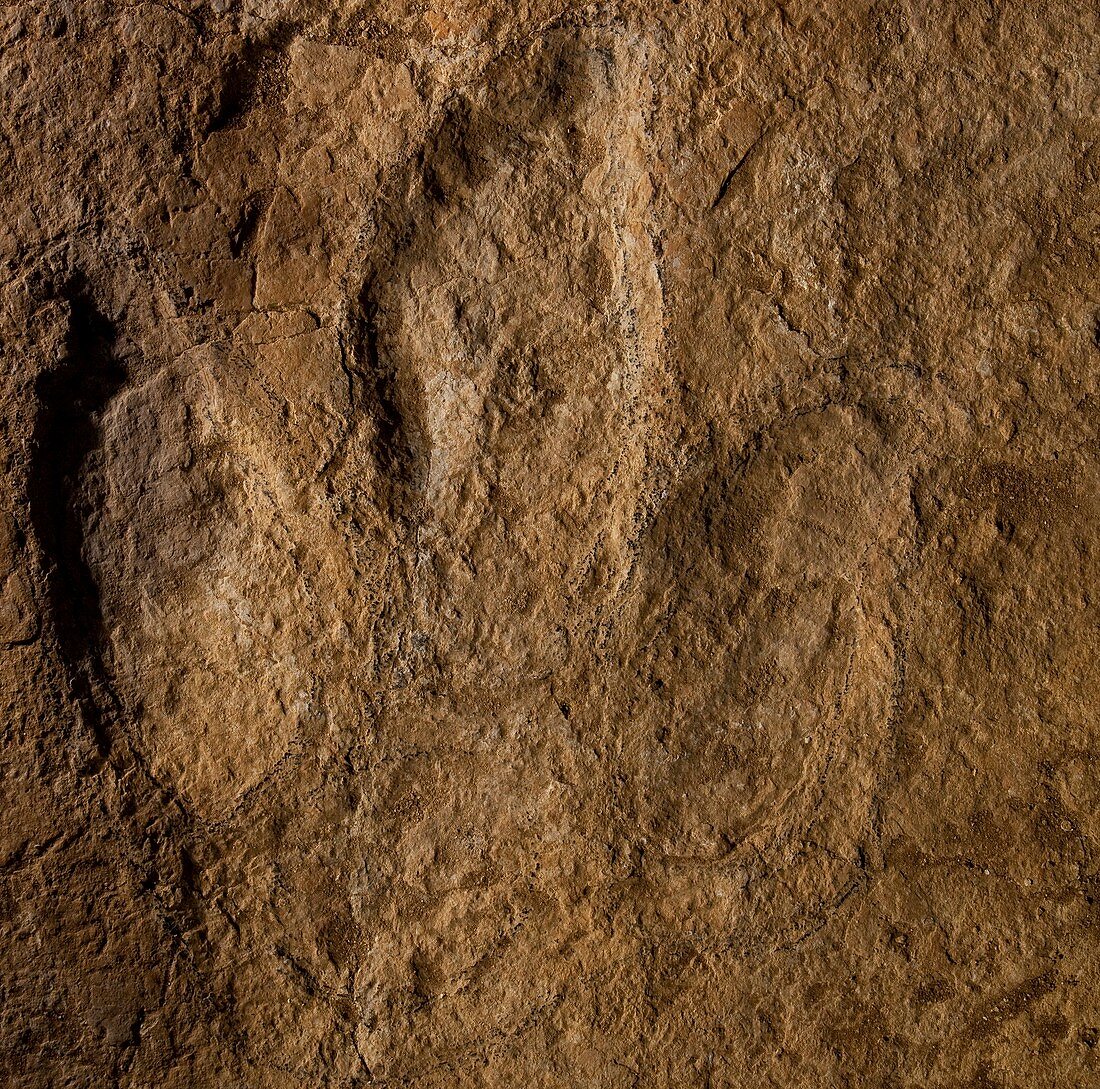 Fossil dinosaur footprint