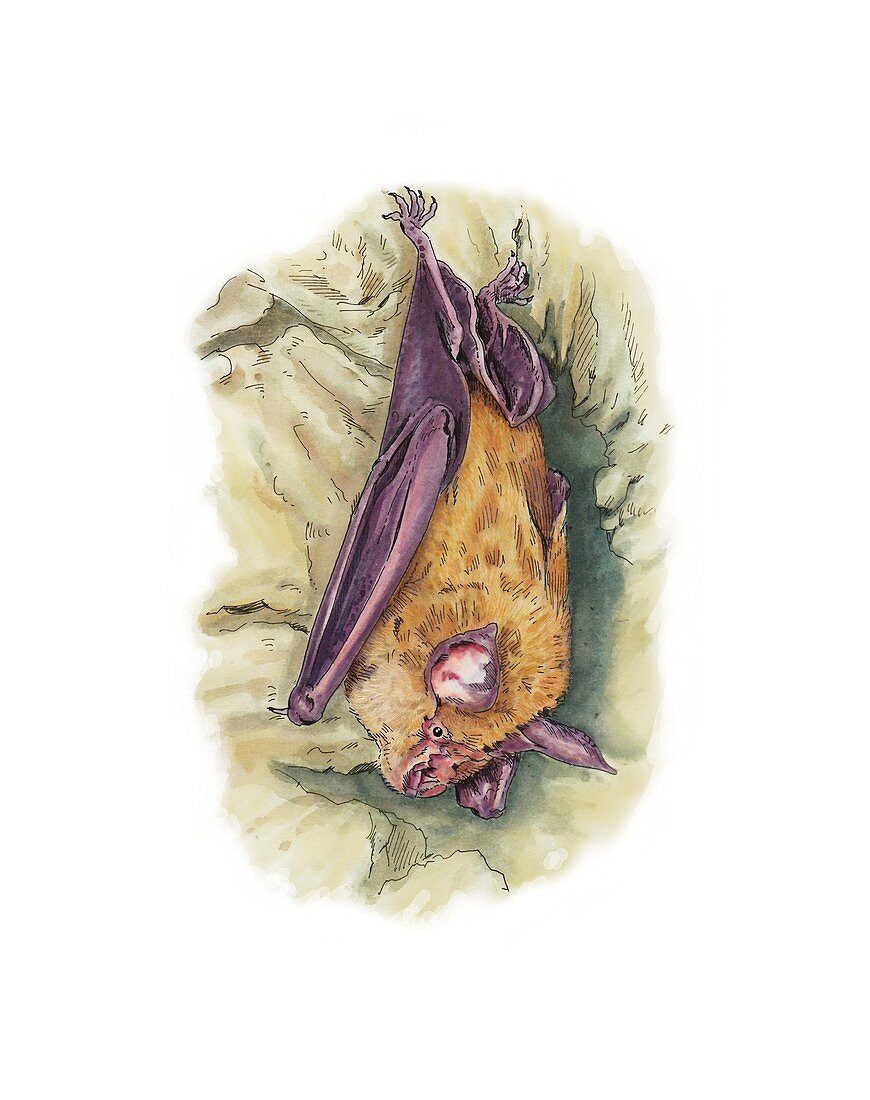 Greater horseshoe bat roosting,artwork