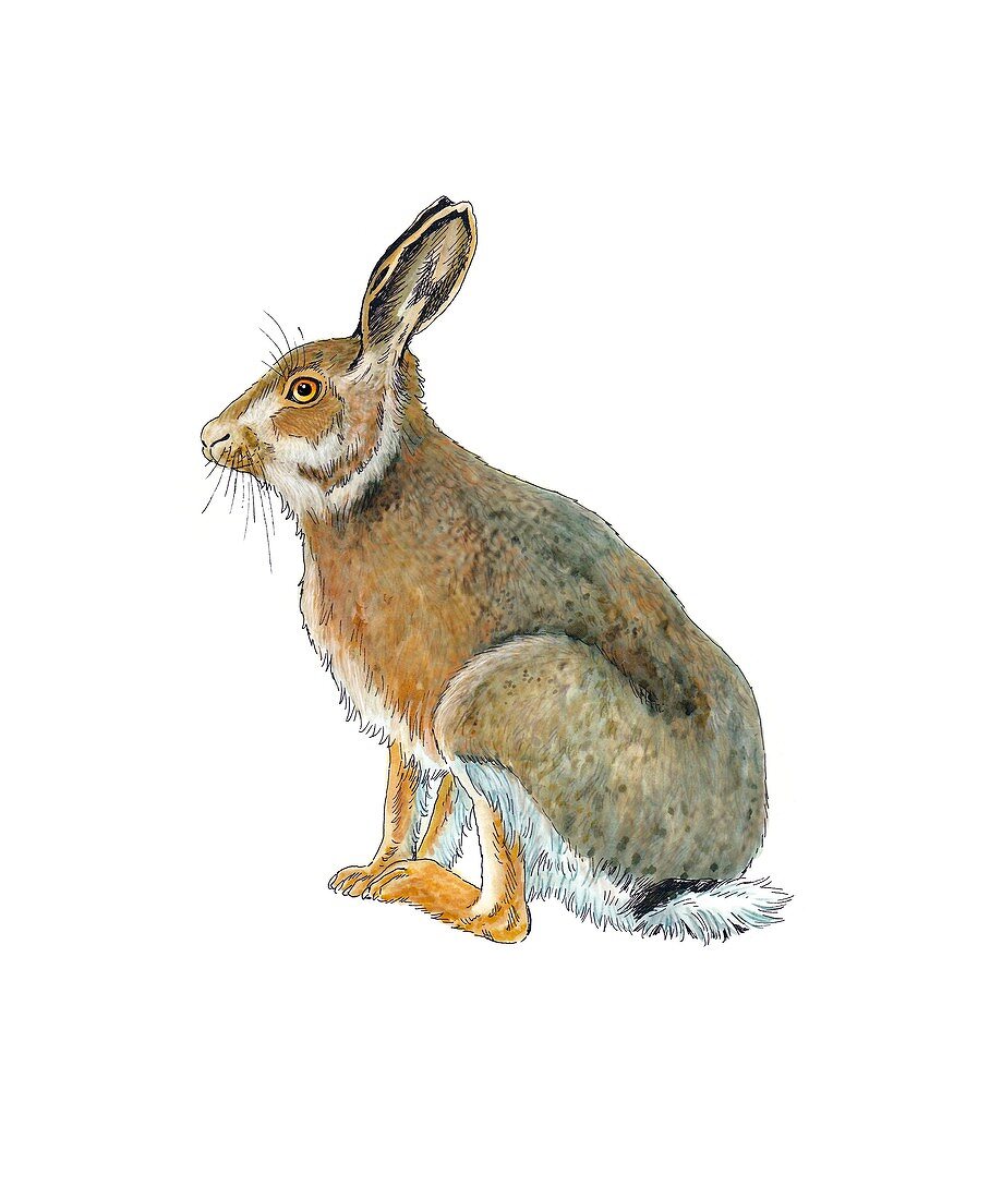 European hare,artwork