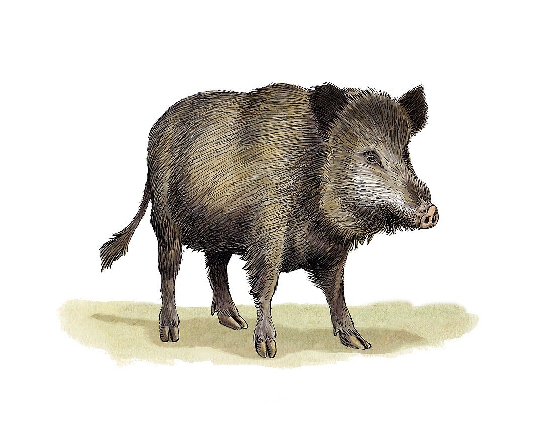 Wild boar,artwork