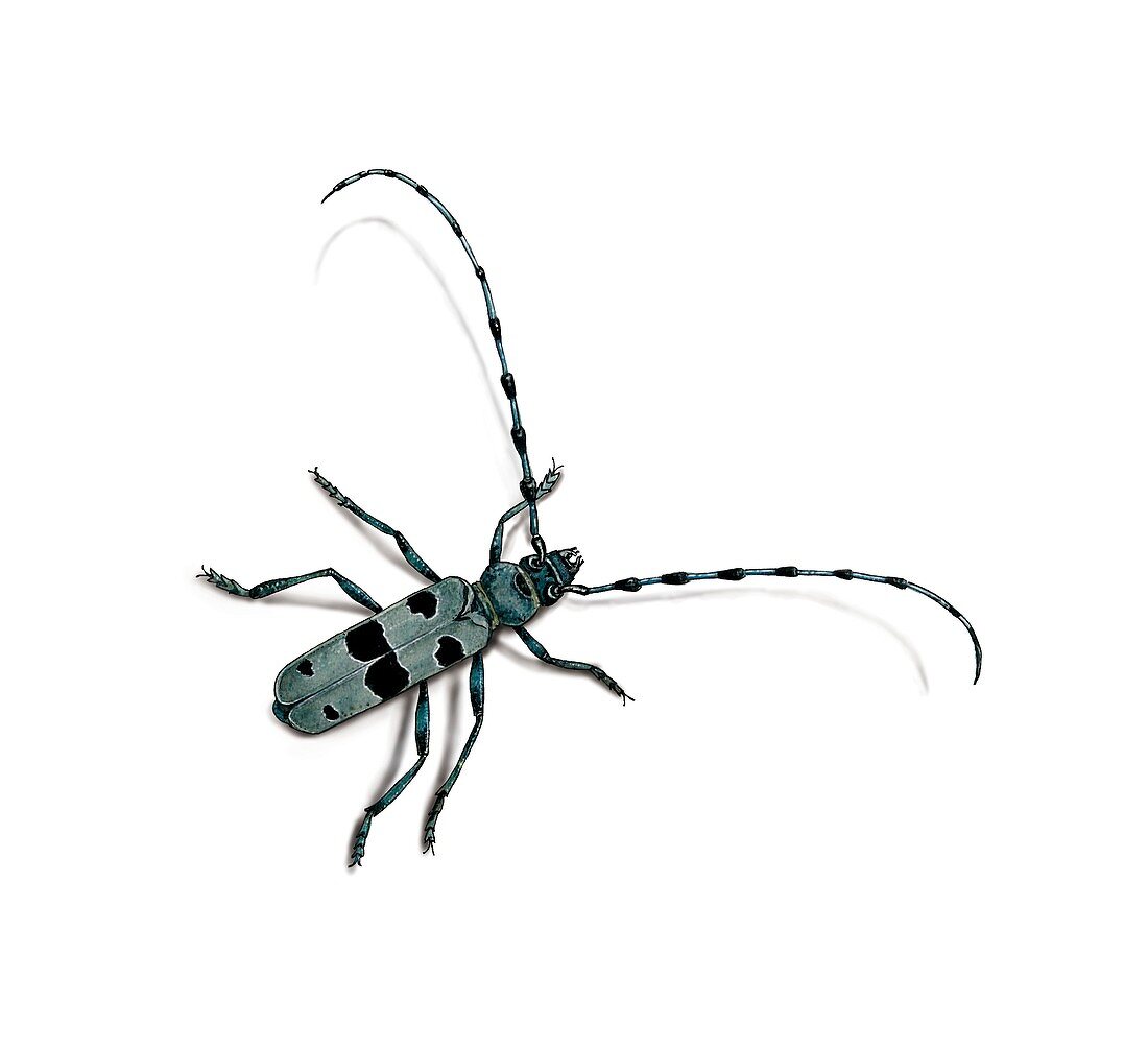 Longhorn beetle,artwork