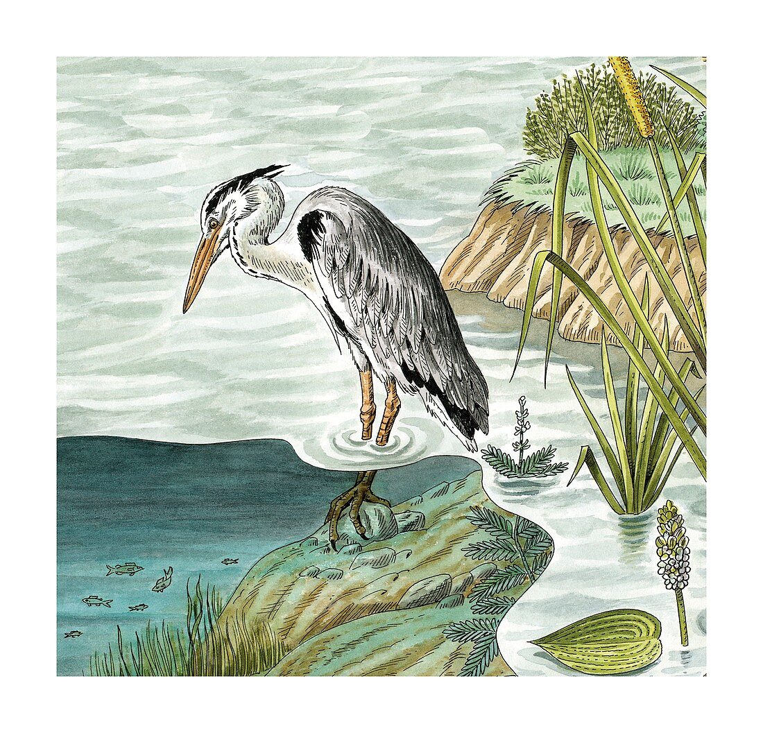 Grey heron fishing,artwork