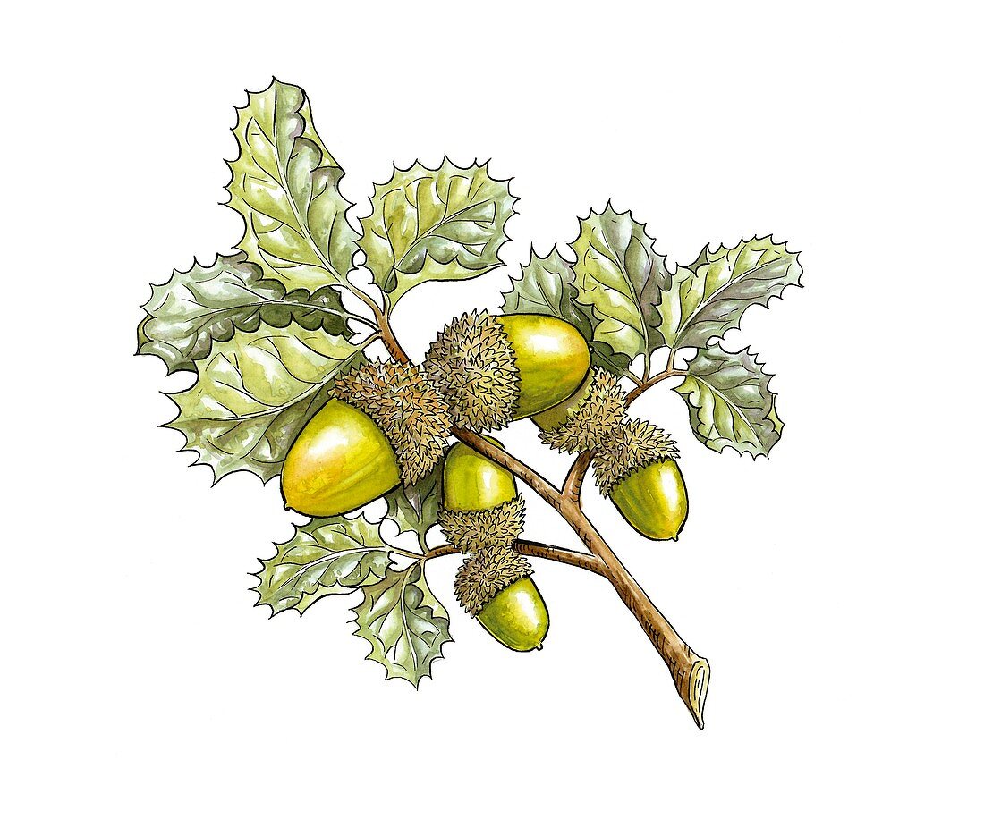 Kermes oak (Quercus coccifera),artwork