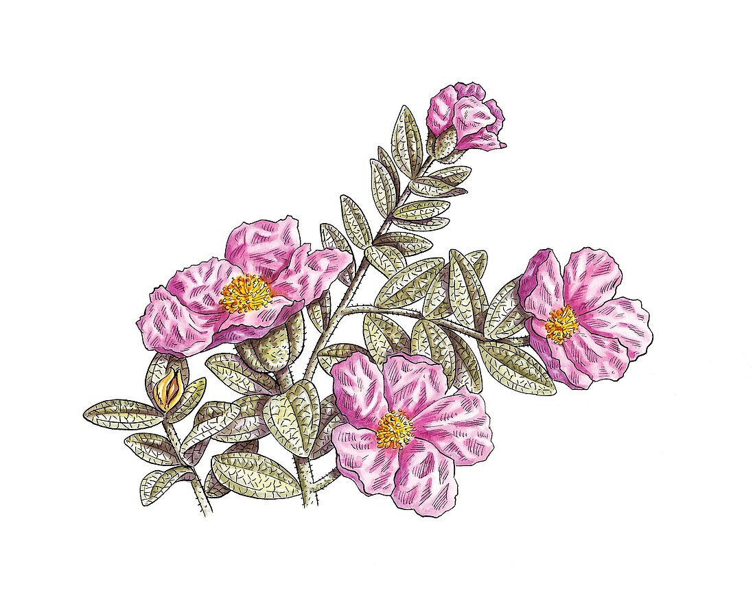 Rockrose (Cistus albidus) flowers,artwor
