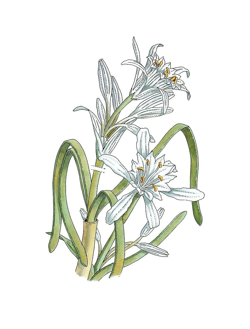 Sea daffodil (Pancratium maritimum)
