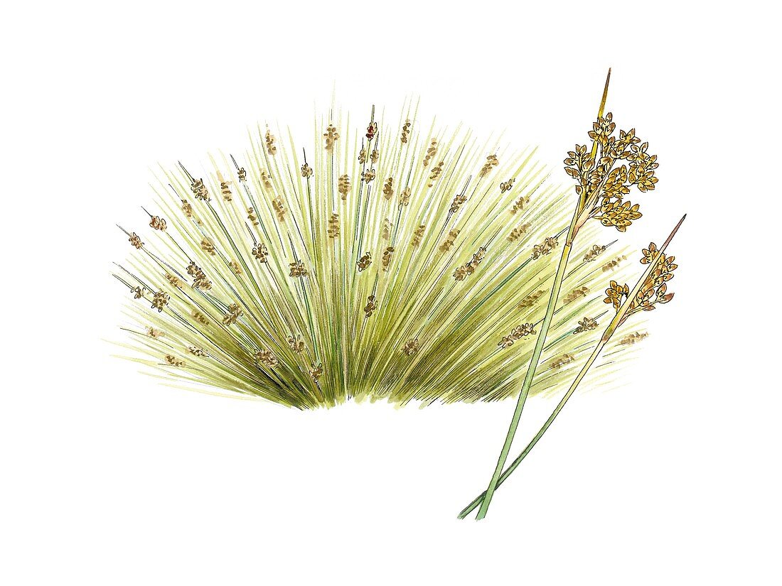 Spiny rush (Juncus acutus),artwork