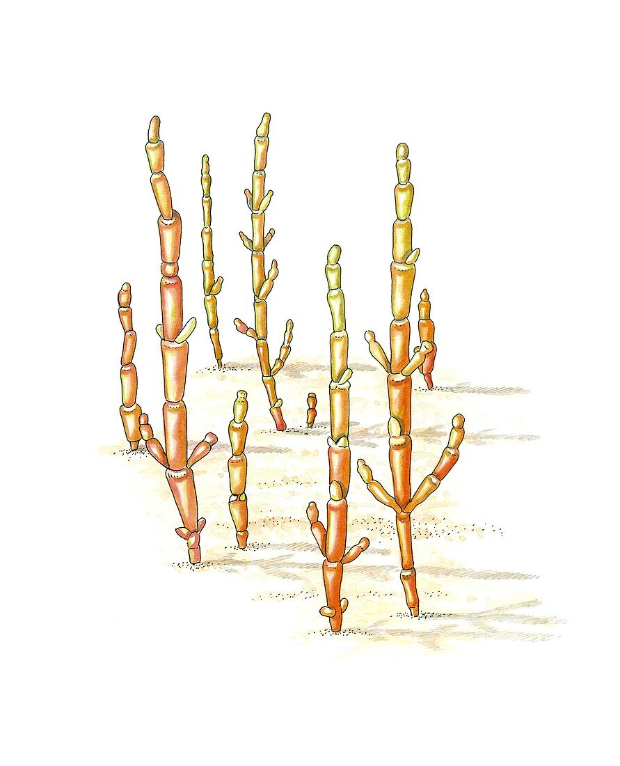 Glasswort (Salicornia herbacea),artwork