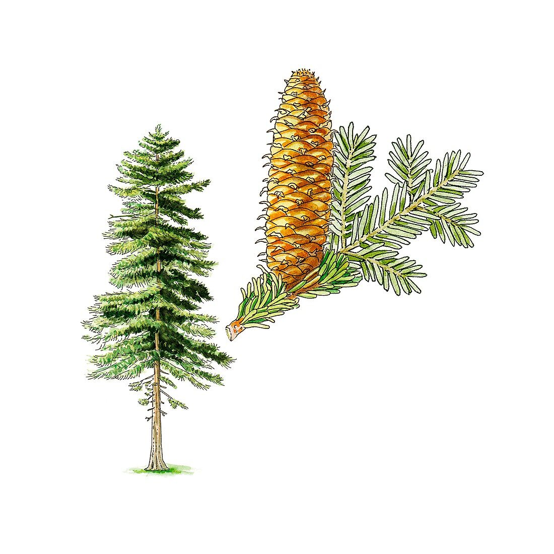Silver fir (Abies alba) tree,artwork