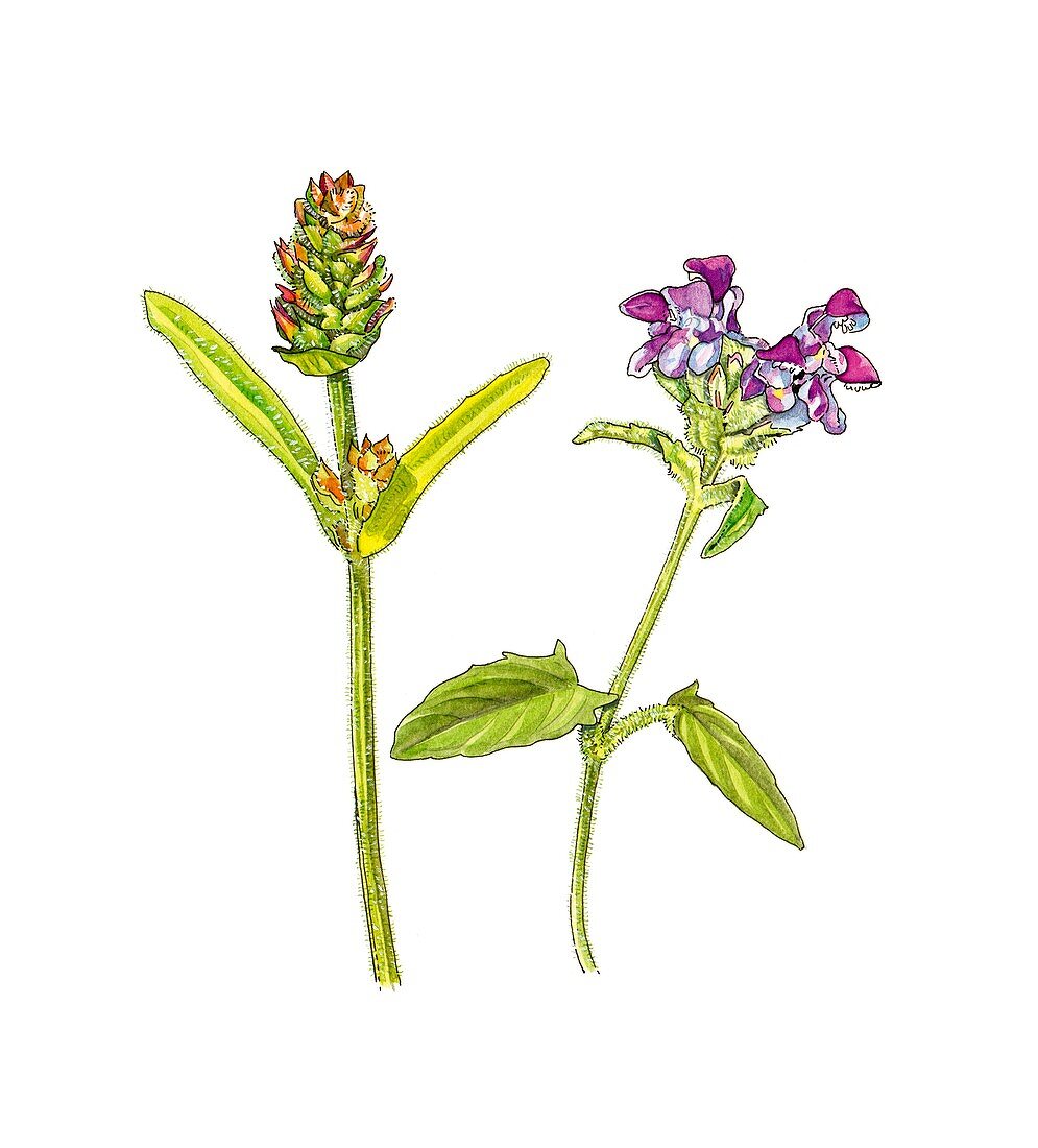 Prunella grandiflora pyrenaica,artwork