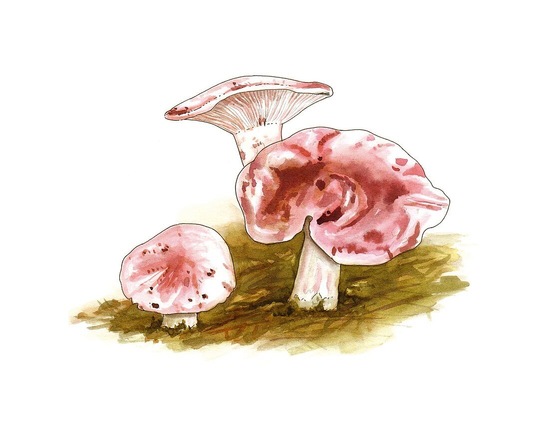 Hygrophorus russula mushrooms,artwork