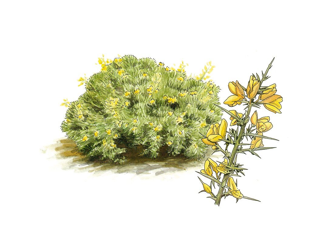 Gorse (Ulex parviflorus) bush in flower