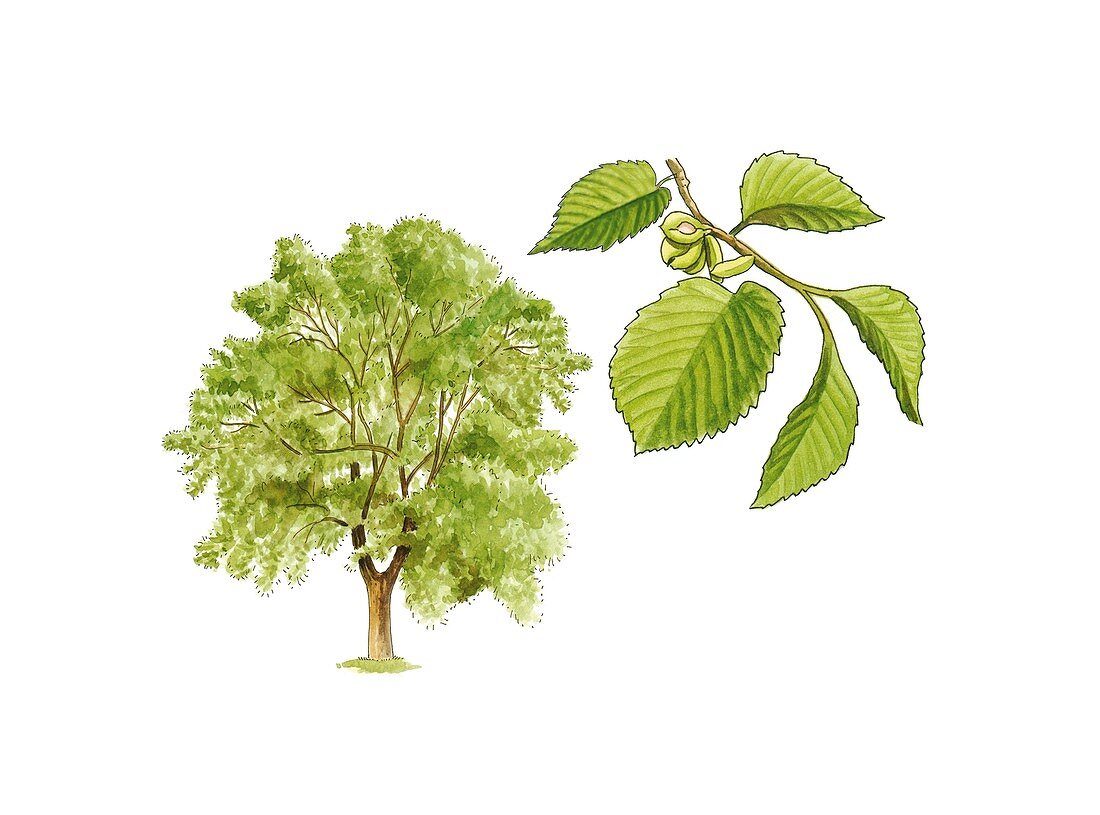 Field elm (Ulmus minor) tree,artwork