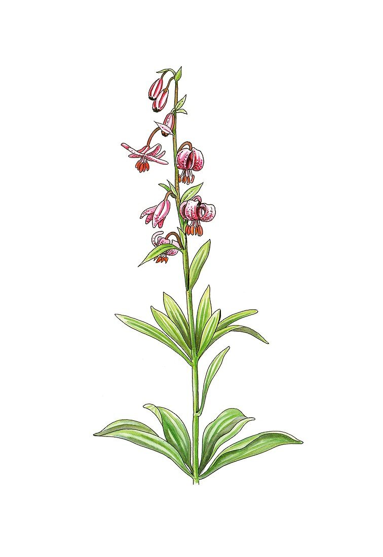 Lily (Lilium martagon) in flower,artwork