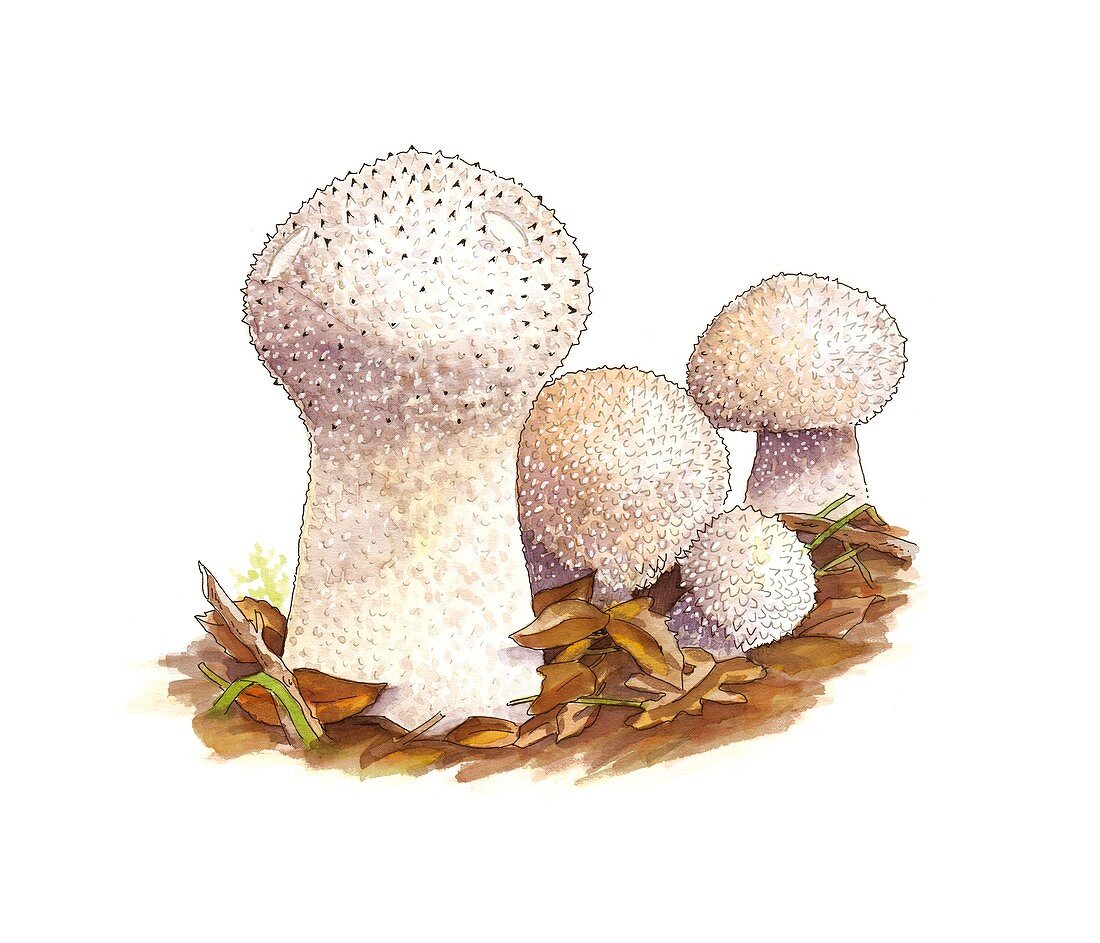 Puffball (Lycoperdon perlatum) mushrooms