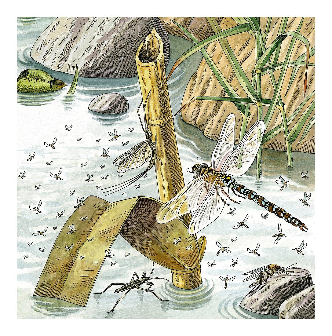 European river insects,artwork