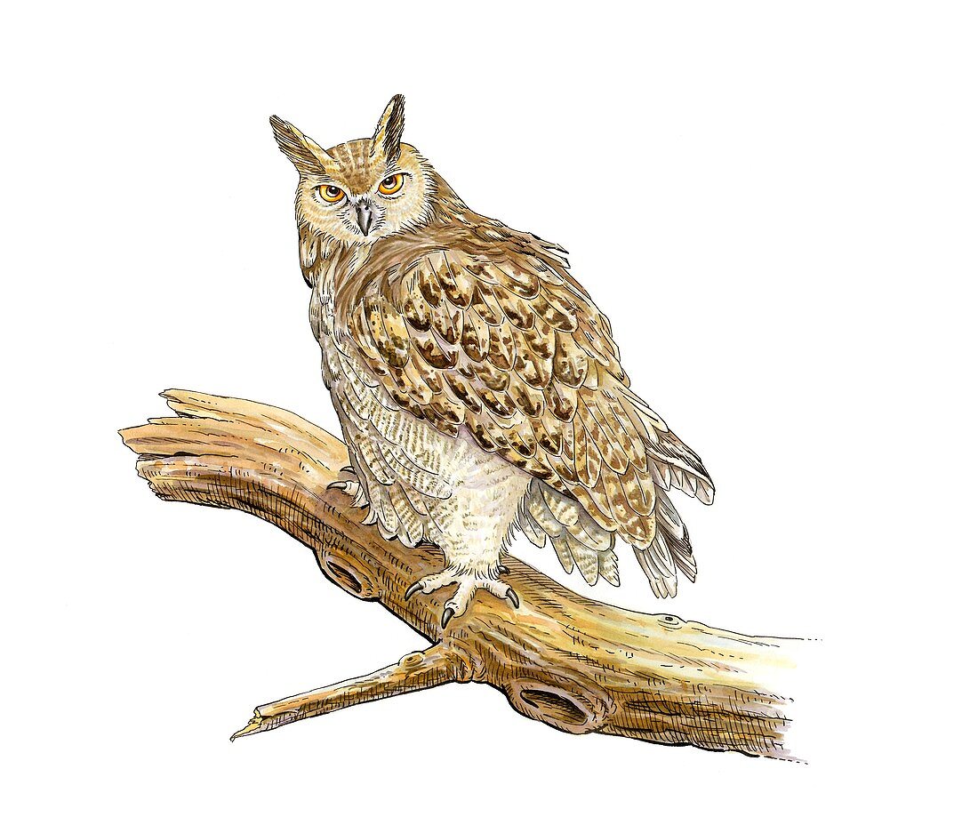 Eurasian eagle owl,artwork