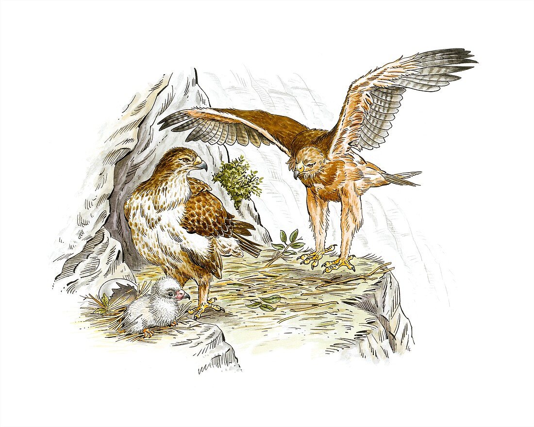 Bonelli's eagles,artwork