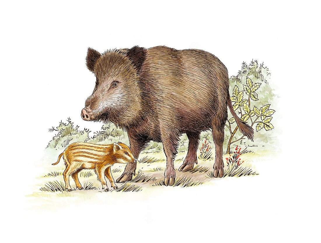 Wild boars,artwork