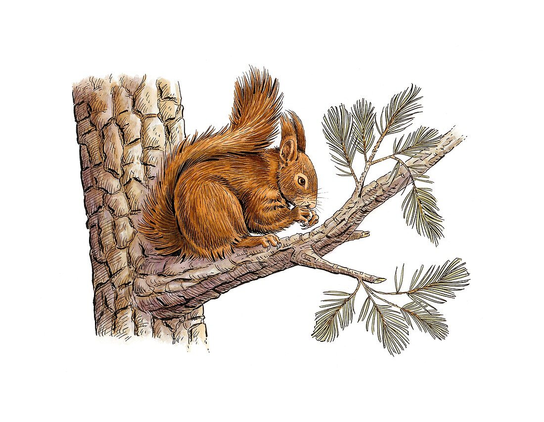 Red squirrel,artwork