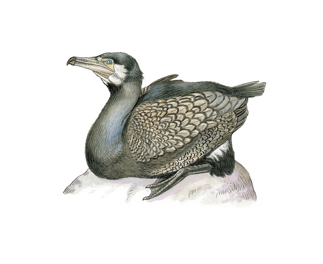 Great cormorant,artwork