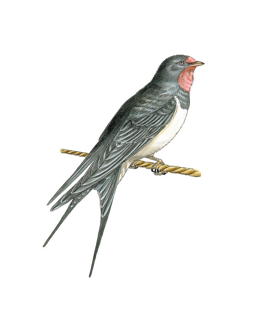 Barn swallow,artwork