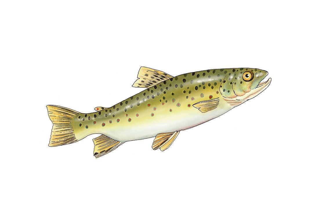 Brown trout,artwork