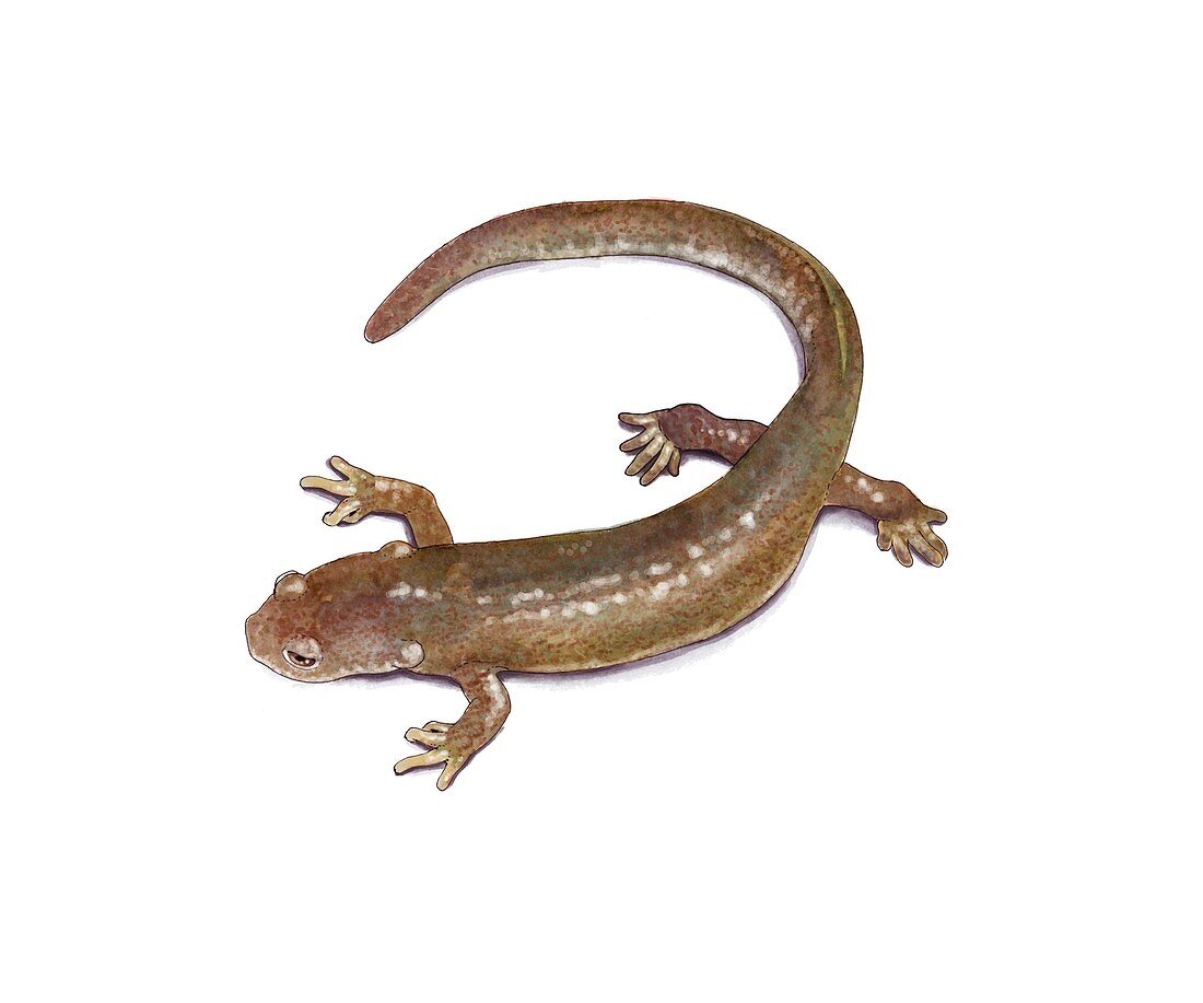 Montseny brook newt,artwork