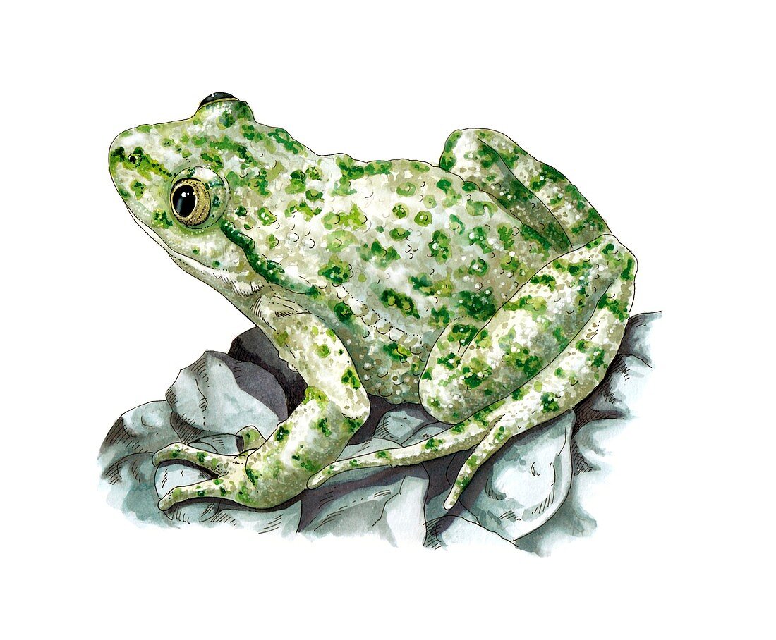 Common parsley frog,artwork