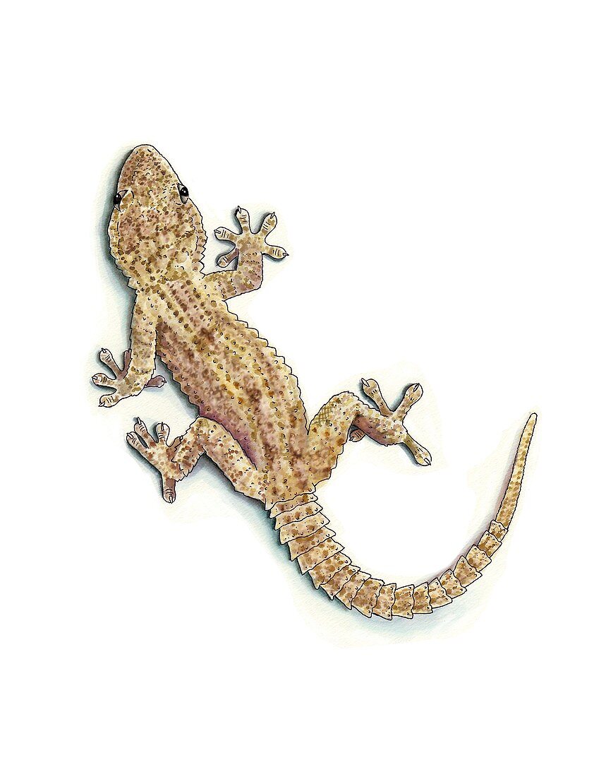 Moorish gecko,artwork