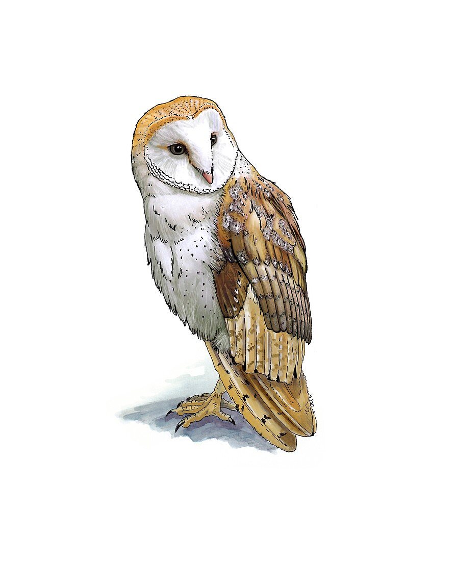 Barn owl,artwork
