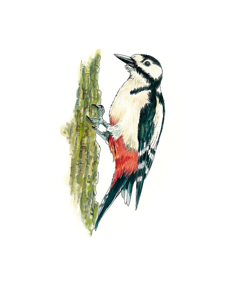 Great spotted woodpecker,artwork