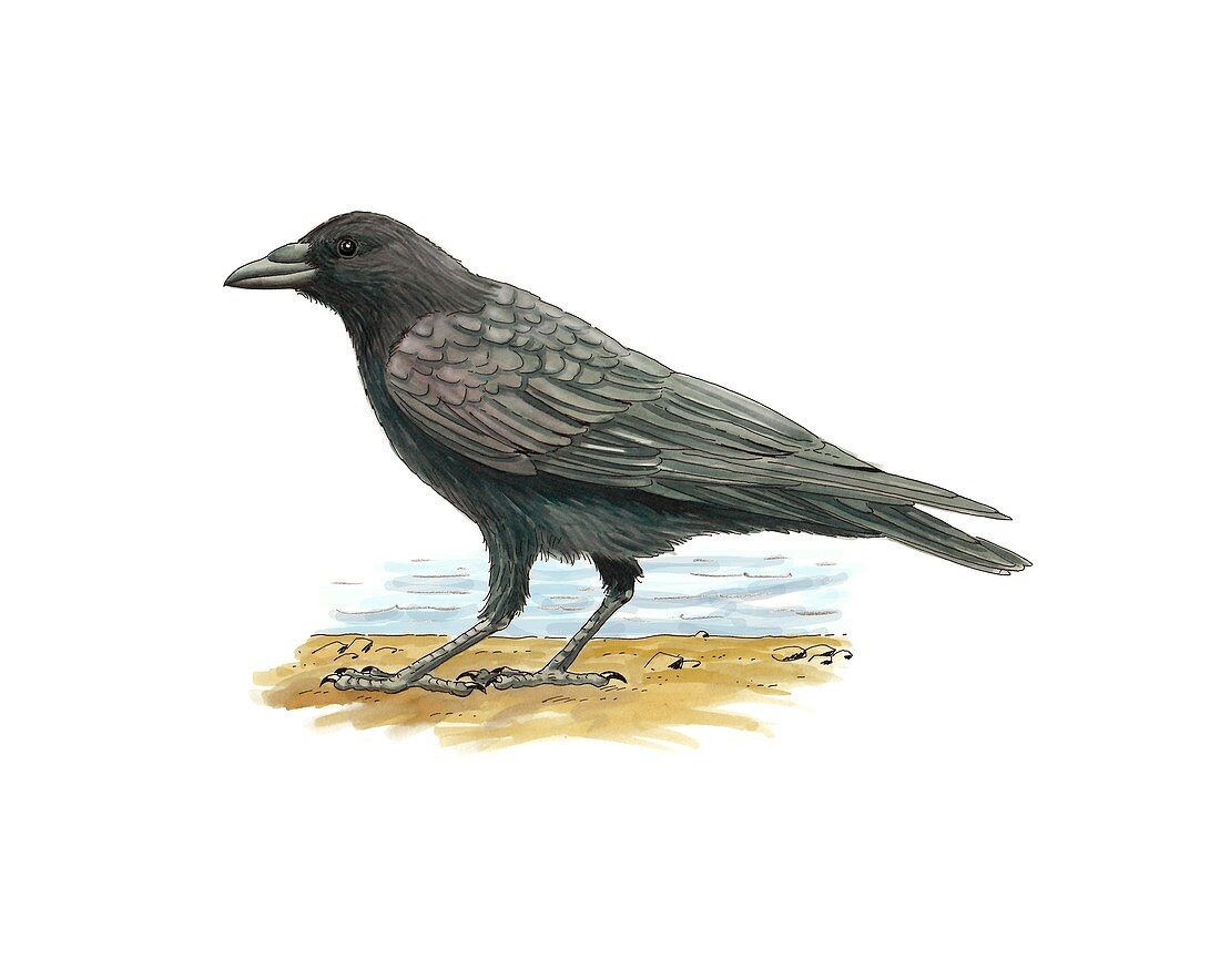 Carrion crow,artwork