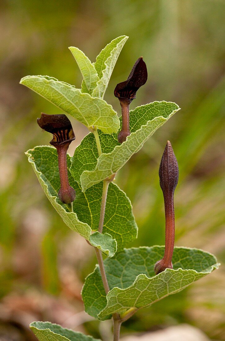 Birthwort (Aristolochia pistolochia
