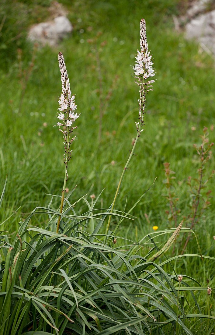 White Asphodel (Asphodelus albus)