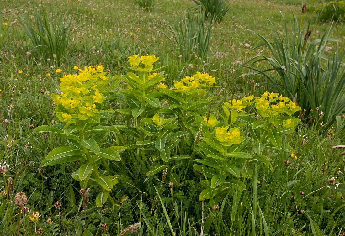 Irish Spurge (Euphorbia hyberna)