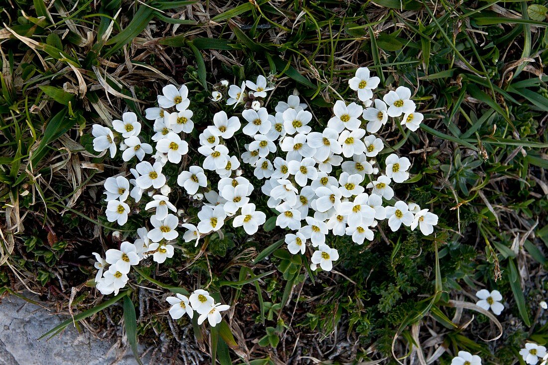 Rock Cress (Draba dedeana)