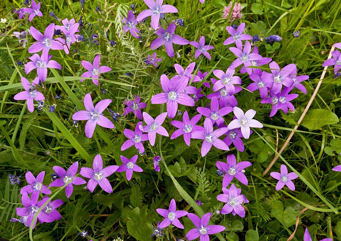 Spreading Bellflower (Campanula patula)