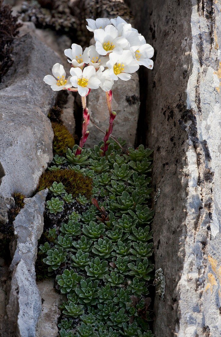 Mountain saxifrage (Saxifraga marginata)