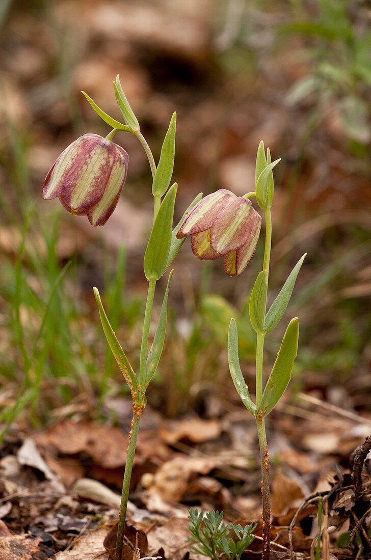 Fritillaria thessala ssp. Ionica