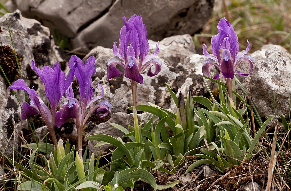 Dwarf Iris (Iris attica)