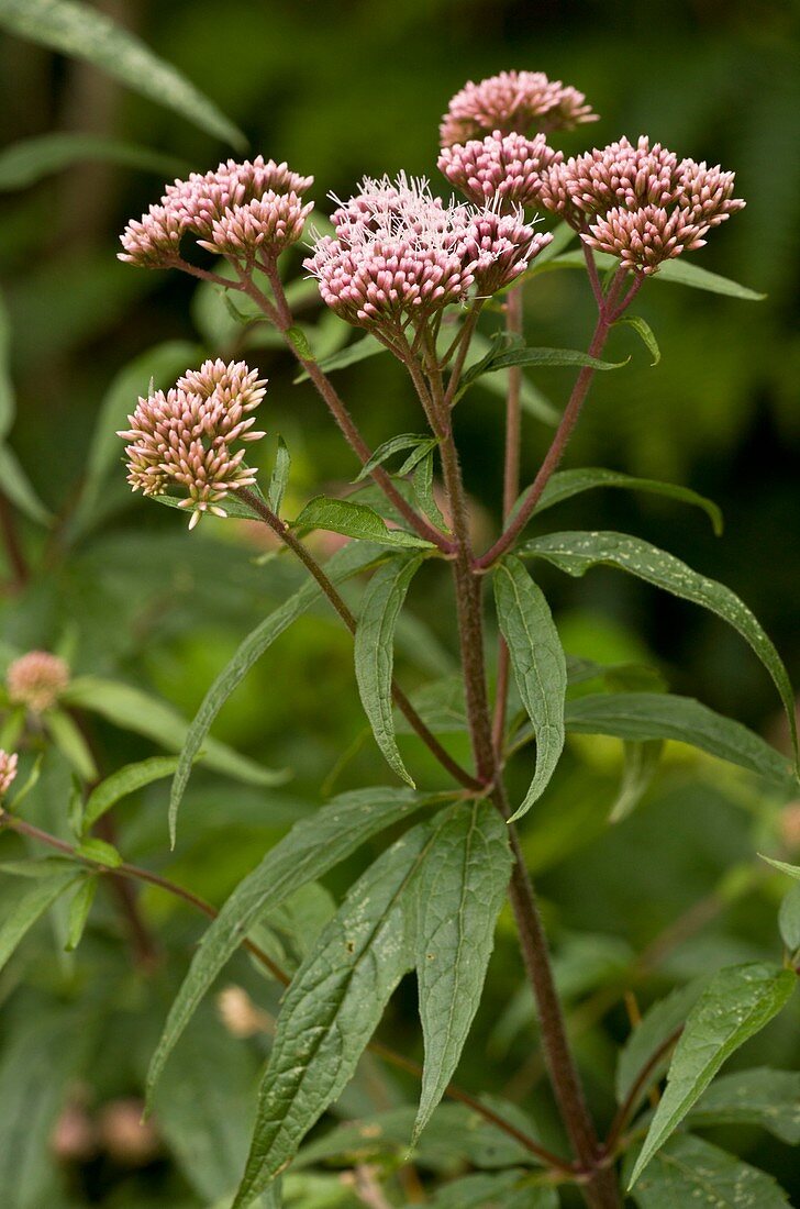 Eupatorium cannabinum