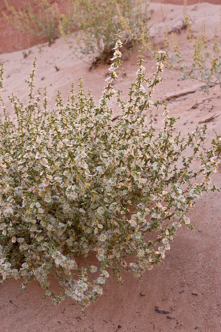 Kali tragus syn Salsola tragus