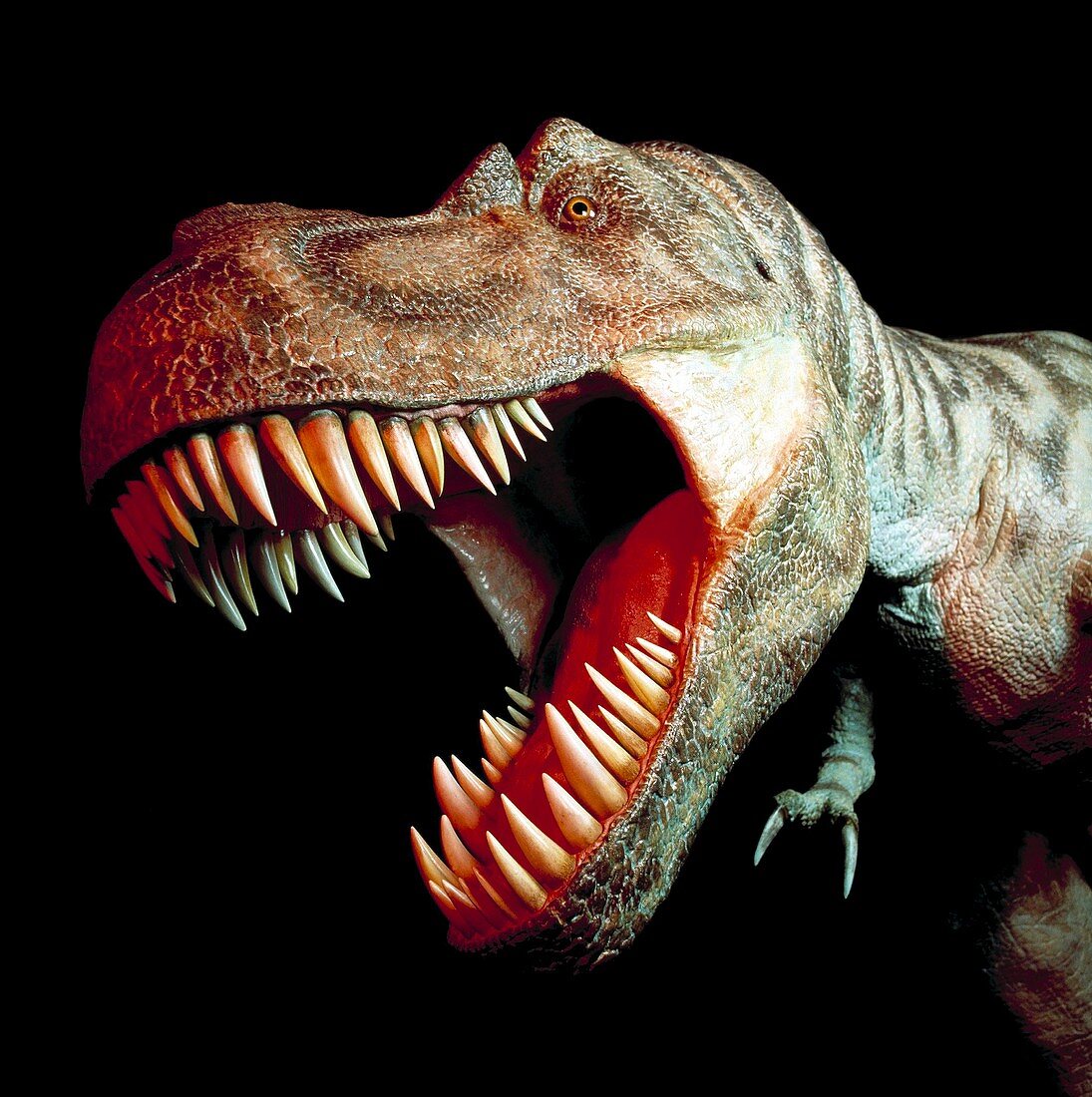 Tyrannosaur rex head